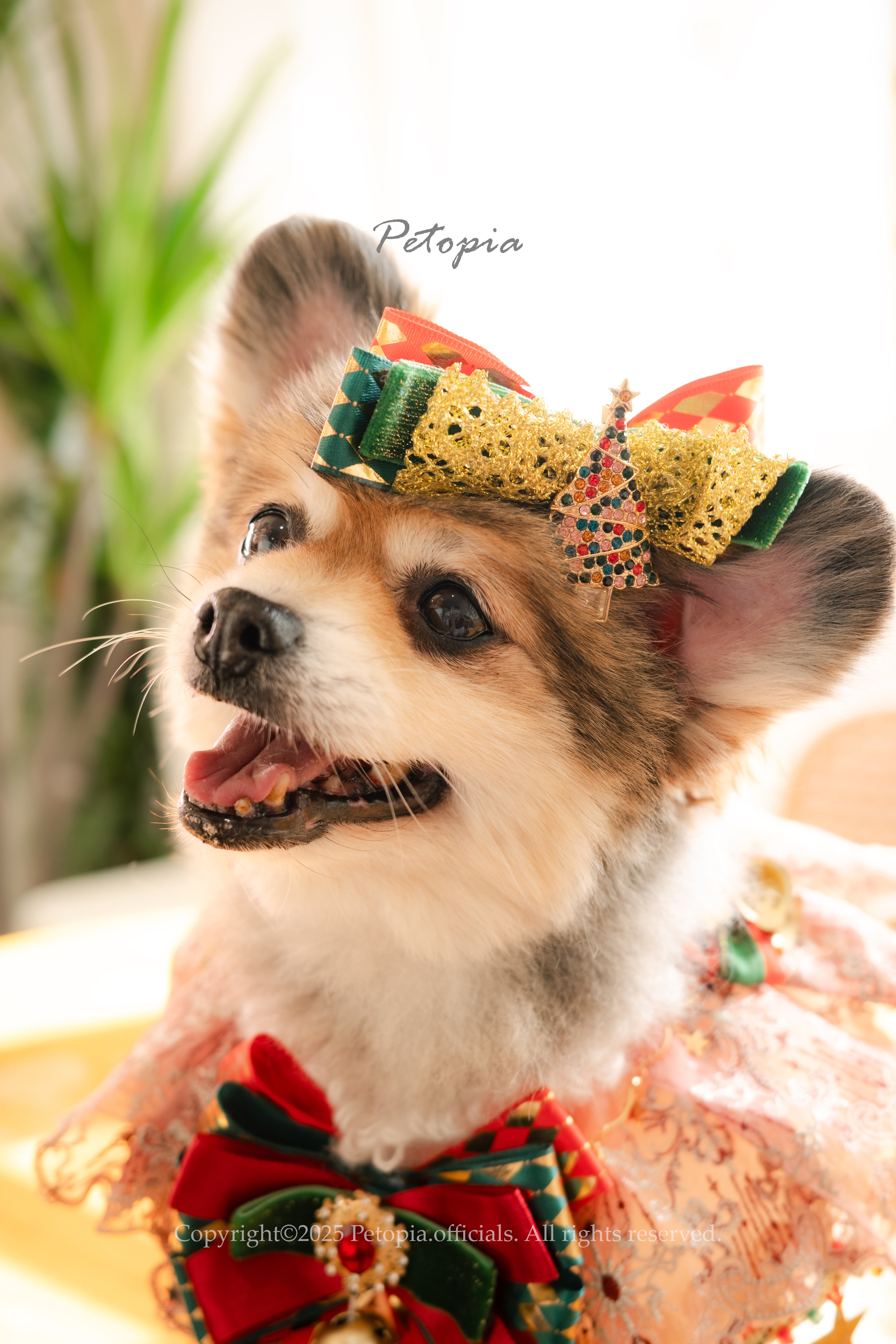 Christmas Circus Luxe Set