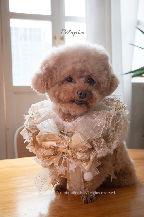 Toy poodle wearing beige tulle ruffle bib with gold details, elegant wedding style 貴賓犬米色薄紗荷葉邊圍兜