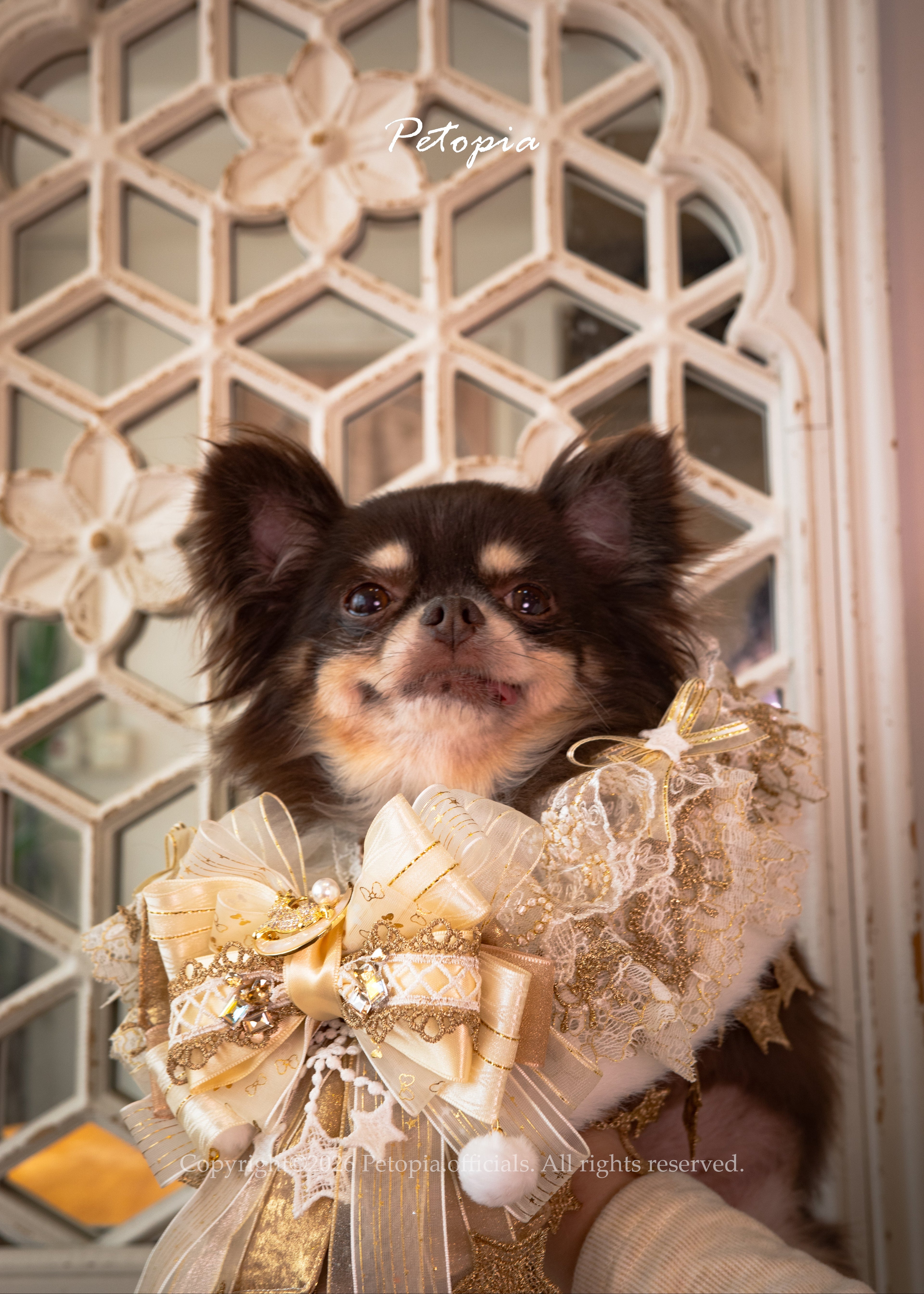 Long-haired Chihuahua wearing cream lace bandana, cute party outfit for small dogs 長毛吉娃娃奶油色蕾絲寵物領巾