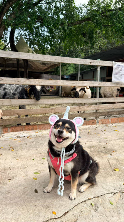 客人實穿圖
