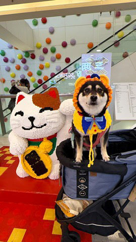 客人實穿圖