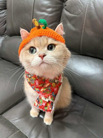 客人實穿圖