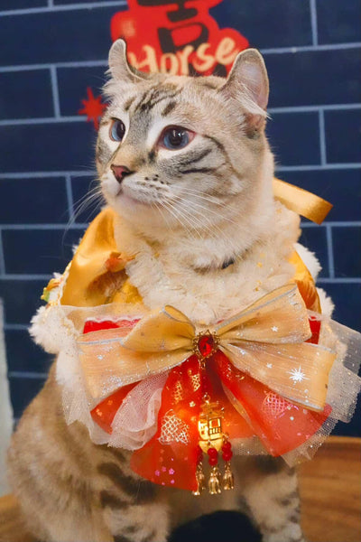 客人實穿圖