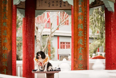 客人實穿圖