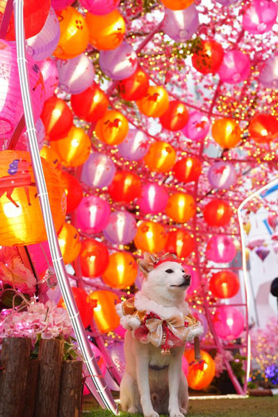 客人實穿圖