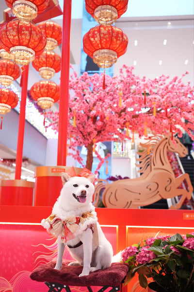 客人實穿圖