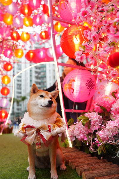 客人實穿圖