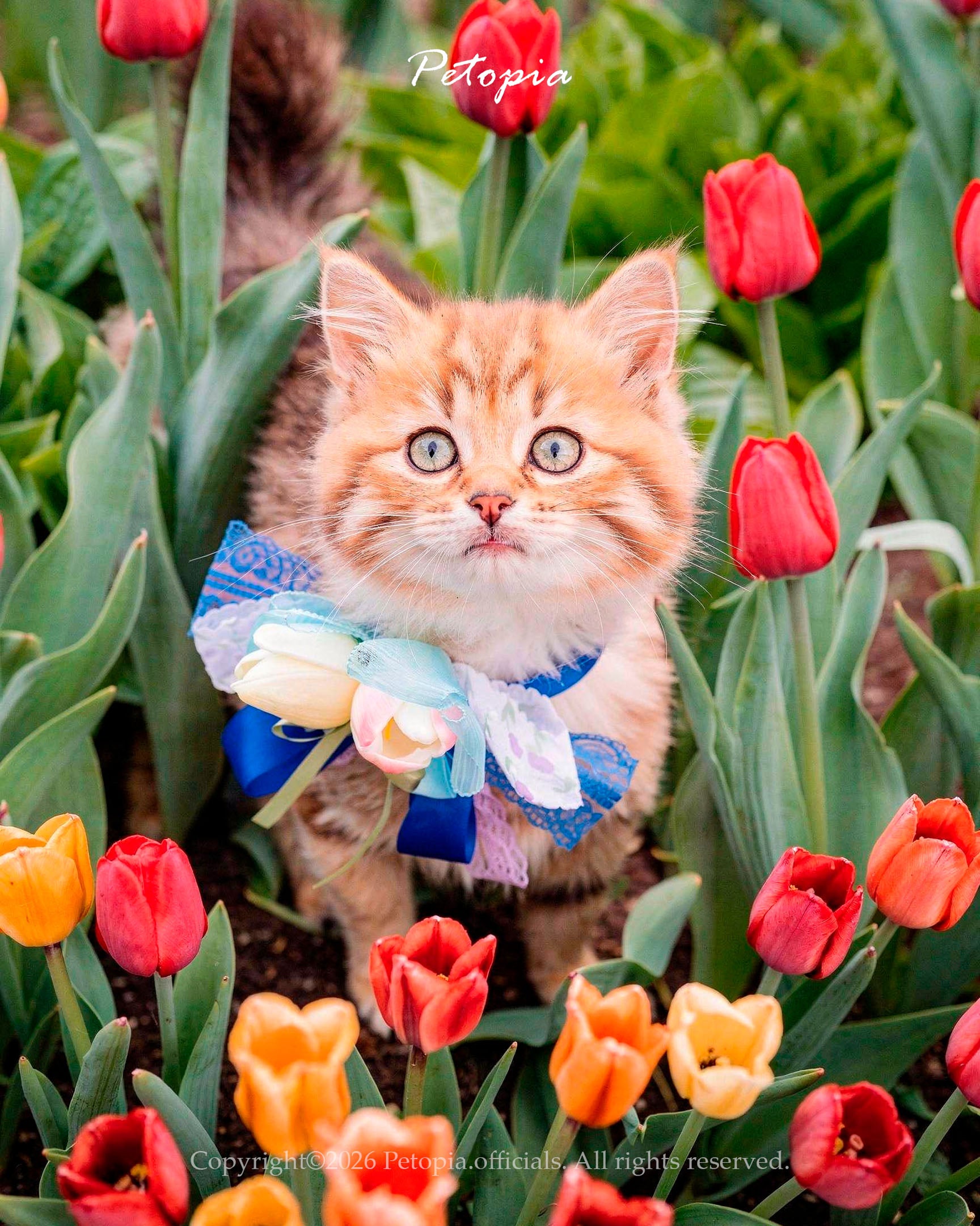 Sweet Tulip Bow