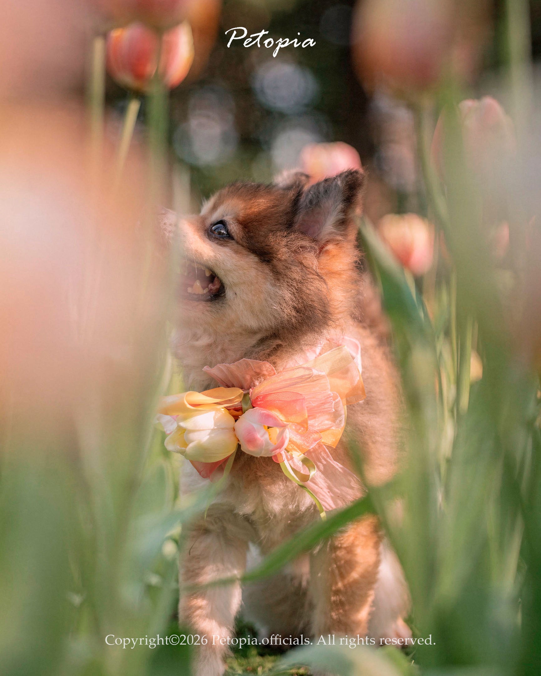 Sweet Tulip Bow