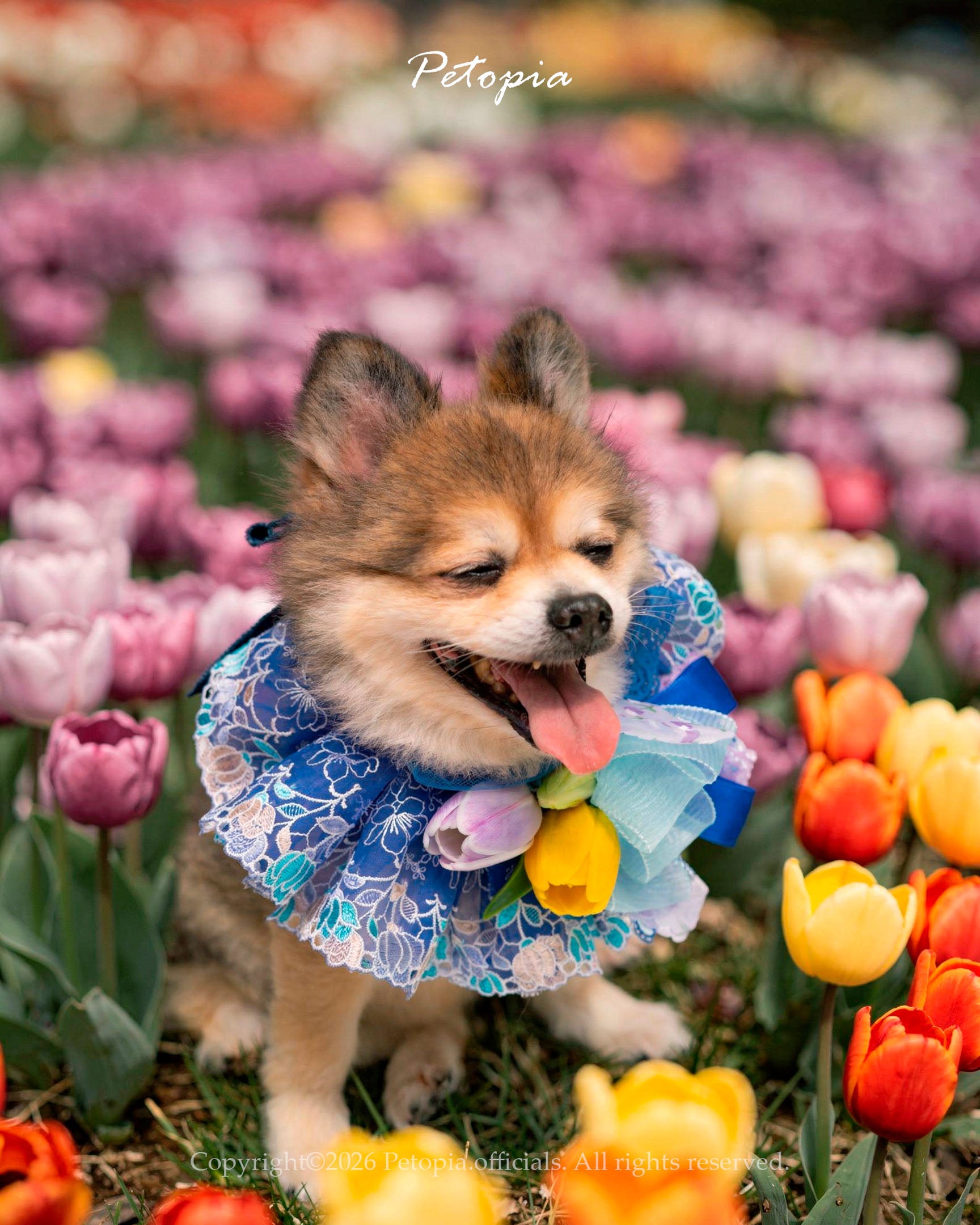 Sweer Tulp