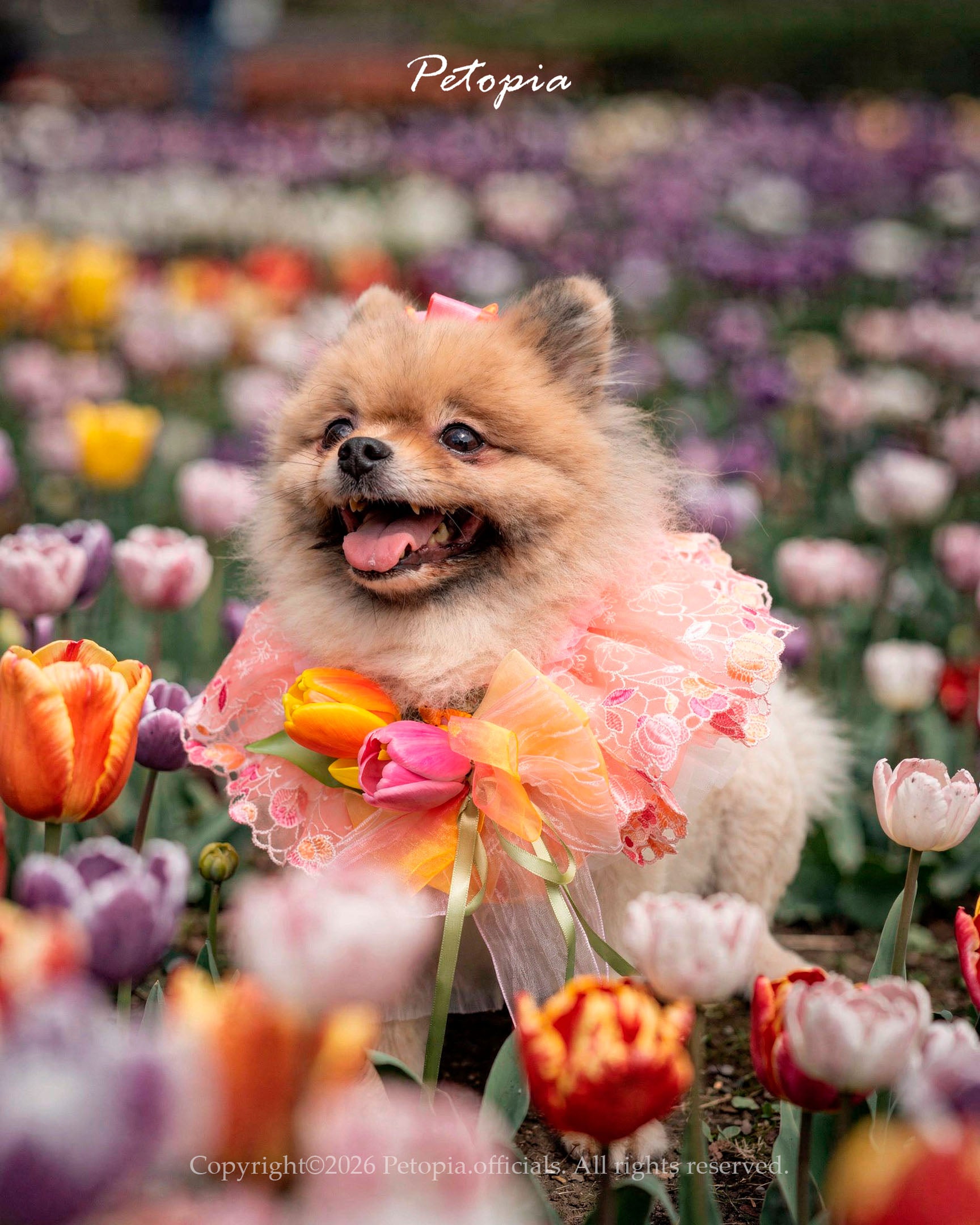 Sweer Tulp