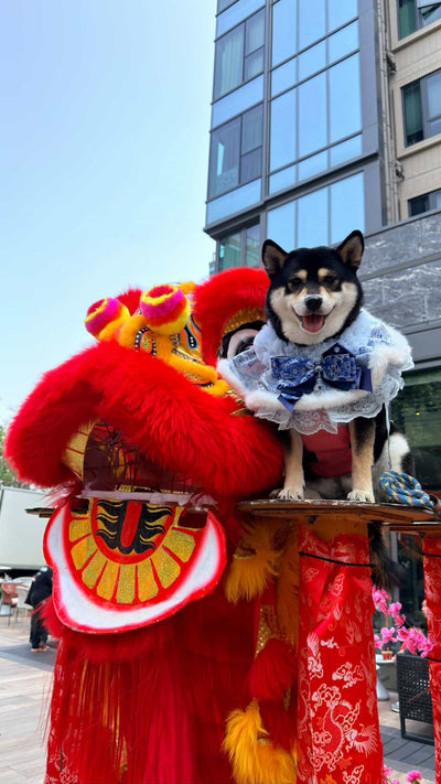 客人實穿圖