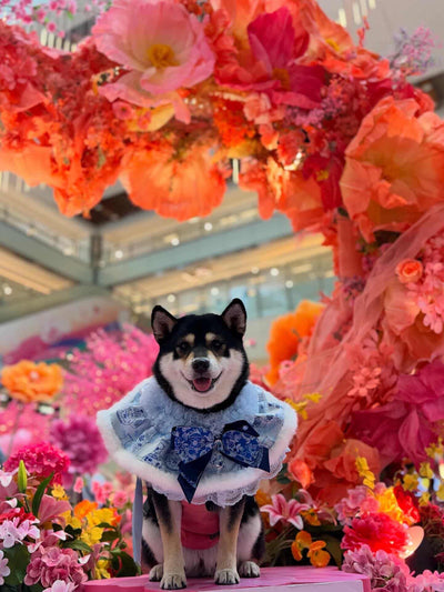客人實穿圖