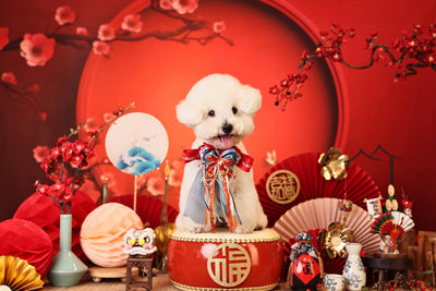 客人實穿圖