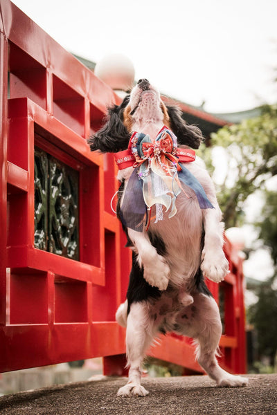 客人實穿圖