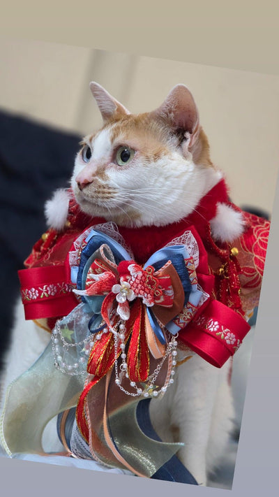 客人實穿圖