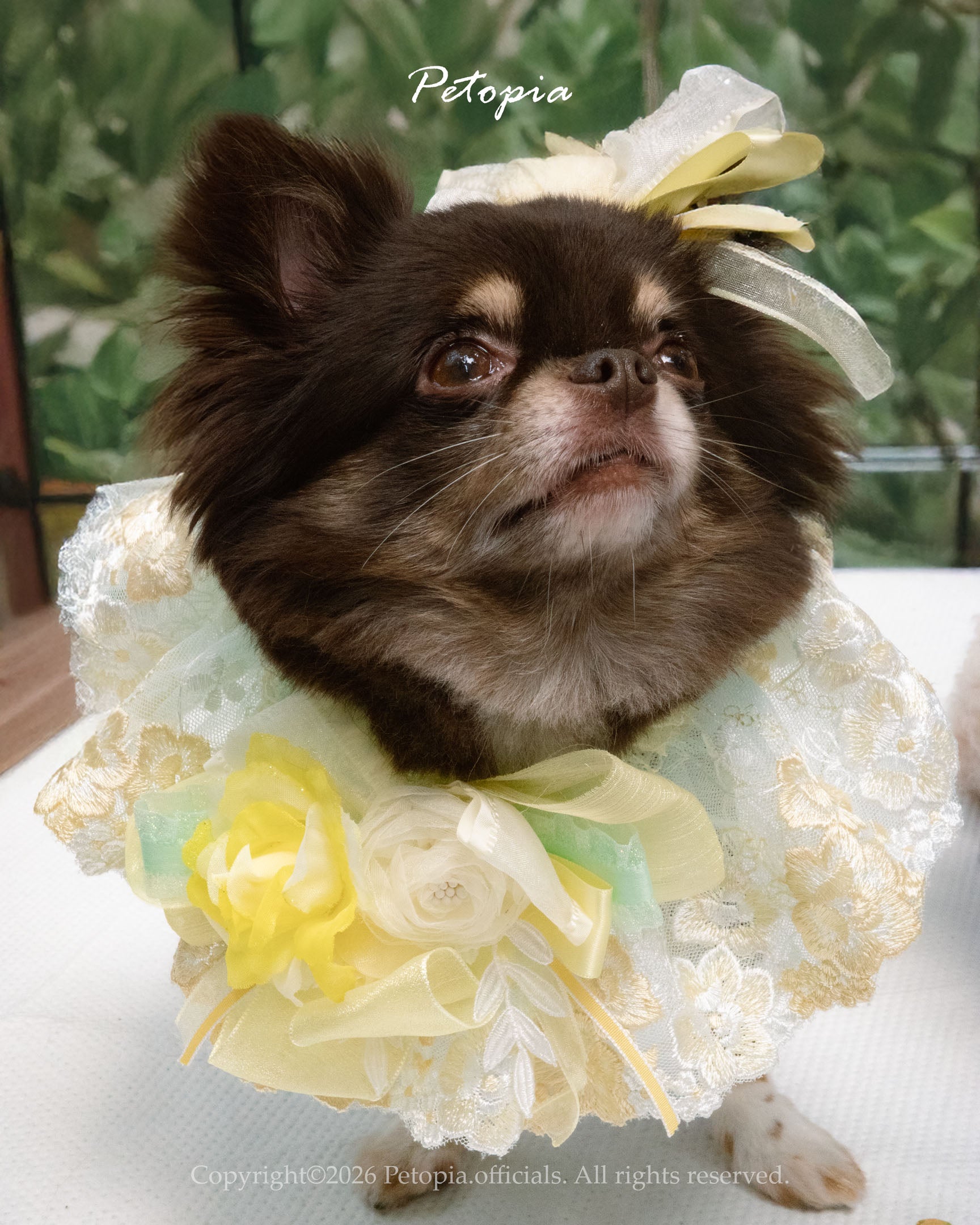 青森花嶼