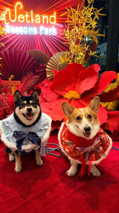 客人實穿圖