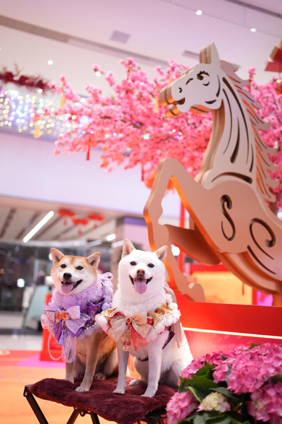 客人實穿圖
